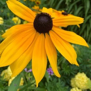 Meet your Posher, Marry